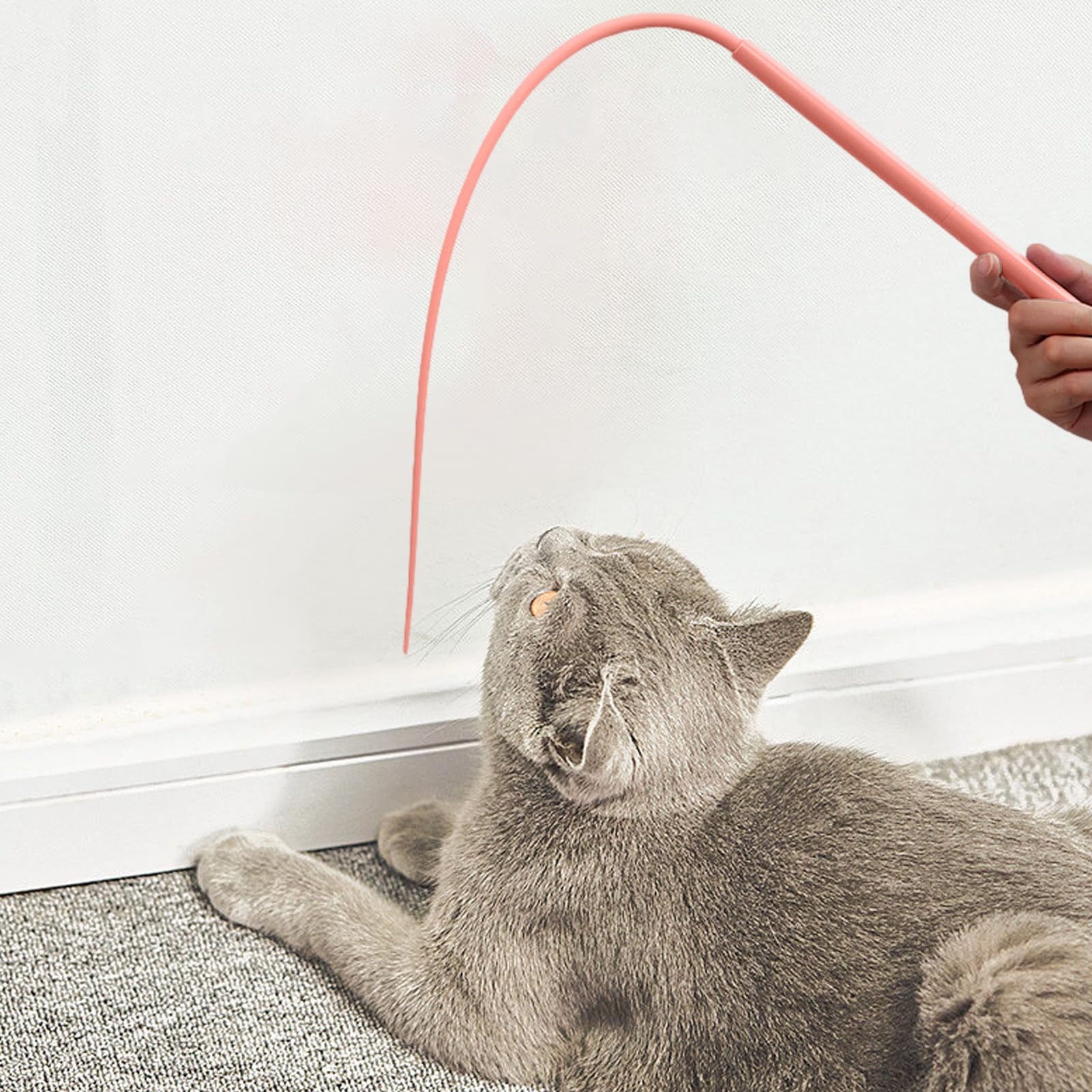 Amazon.co.jp: ネズミのしっぽ、ねずみのしっぽ 猫、ネズミのしっぽ